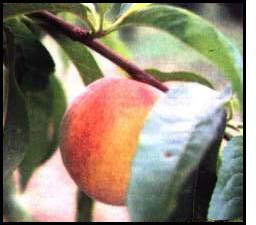 [PEACH]